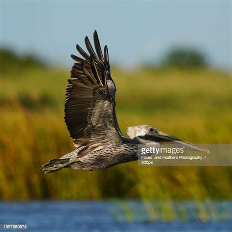 Pelicans In Flight Photos And Premium High Res Pictures Getty Images