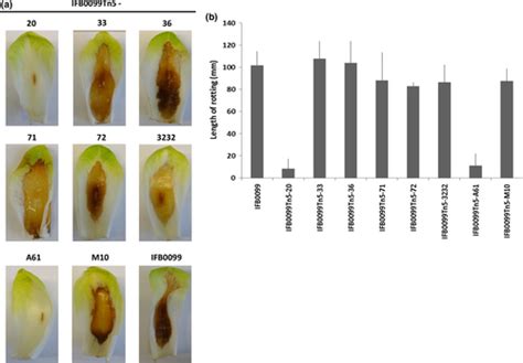 Temperature‐responsive Genetic Loci In Pectinolytic Plant Pathogenic Dickeya Solani Czajkowski