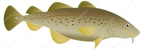 Cod Fish Vector Art Stock Images Depositphotos