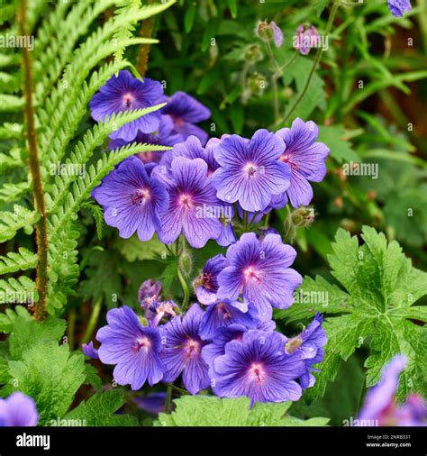 Meadow Geranium Also Geranium Pratense Johnsons Blue Meadow
