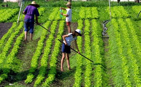 Agricultura Orgânica Vantagens E Desvantagens - Agricultura Orgânica: o que é, vantagens e desvantagens - Toda Matéria