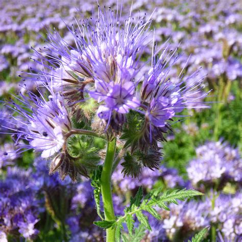 Facélia - 20kg - Profi kertészek, profi webáruháza