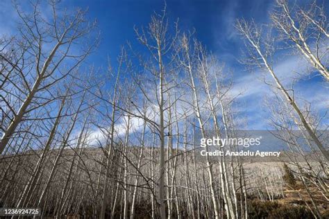 Pando Quaking Aspen Photos And Premium High Res Pictures Getty Images