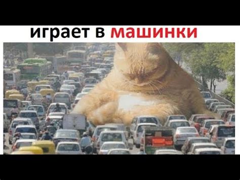 Лютые приколы. Кот играет в машинки - YouTube