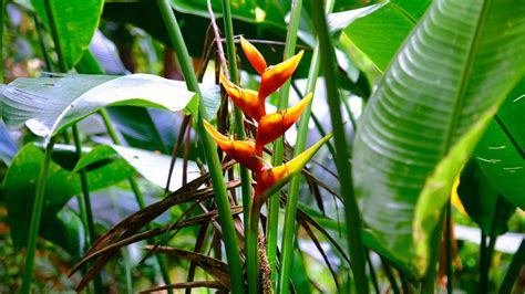 Plantes Fleurs Et Fruits De Martinique Martinique Tour By Guide Bois