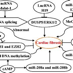 Noncoding Rnas Mediated Cardiac Fibrosis Through Epigenetic Mechanisms