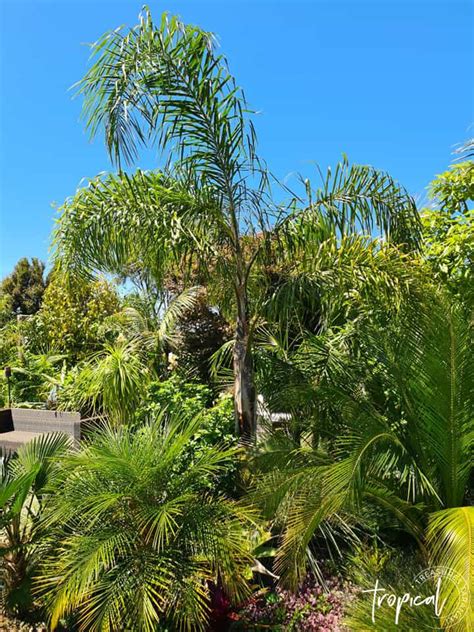 Subtropical Palm Trees Tropical Treasures Taranaki