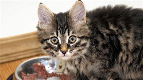 Питание котят