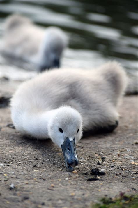 картинки : Дикая природа, клюв, Фауна, Лебедь, принимать пищу, утка ...