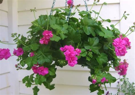 Plantas Colgantes De Sol Sombra Y Con Flores Para Decorar Tu Casa