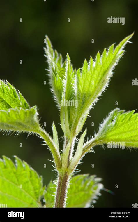 Common Nettle Stinging Nettle Urtica Dioica Showing Stinging Hairs