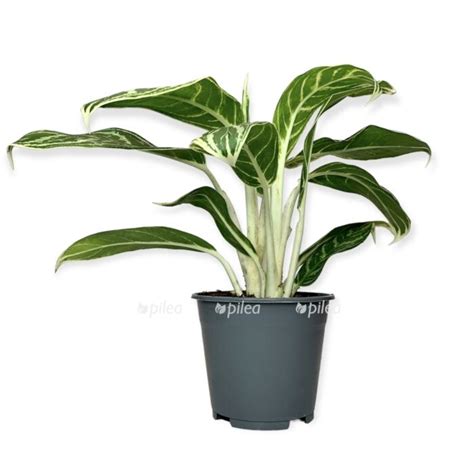 Калатея Микс купить в Москве с доставкой в интернет магазине Pilea