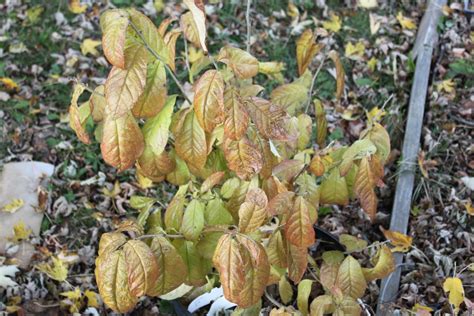 confessions   plant geek fall color   garden