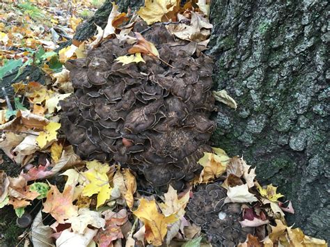 Grifola Frondosa Hen Of The Woods Maitake Rams Head Sheeps Head