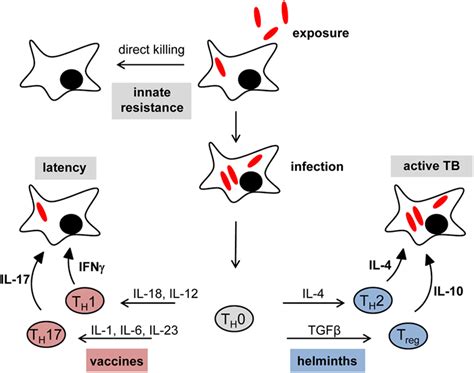 Frontiers Review Impact Of Helminth Infection On Antimycobacterial