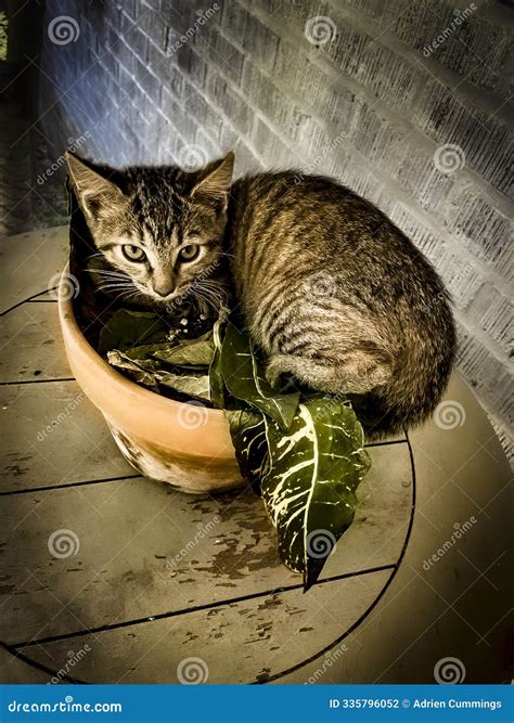 Gatito Romano De Am Rica Latina Anidando En Una Planta De Terracota Foto De Archivo Imagen De