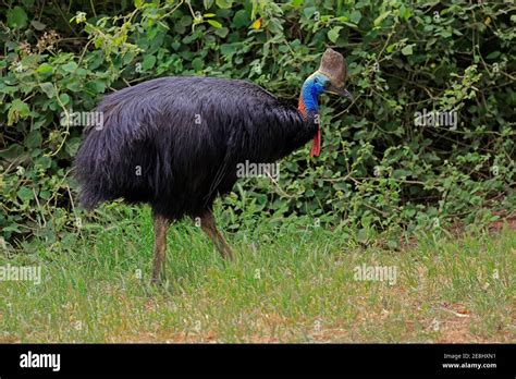 Double Wattled Cassowary Casuarius Casuarius Adult Running