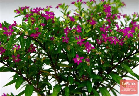 Куфея иссополистная (Cuphea hyssopifolia) — описание, выращивание, фото ...