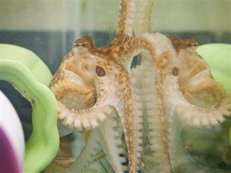 Zugewandt Mit Verschlungenen Armen Kraken Sex Berrascht Forscher