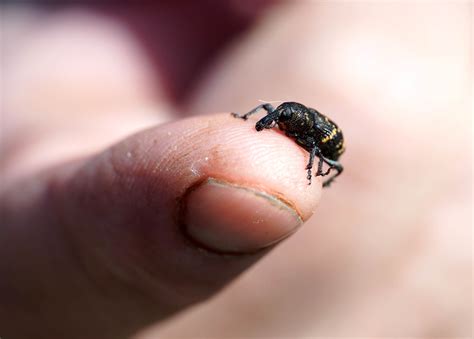 How To Control Garden Weevils Myhometurf