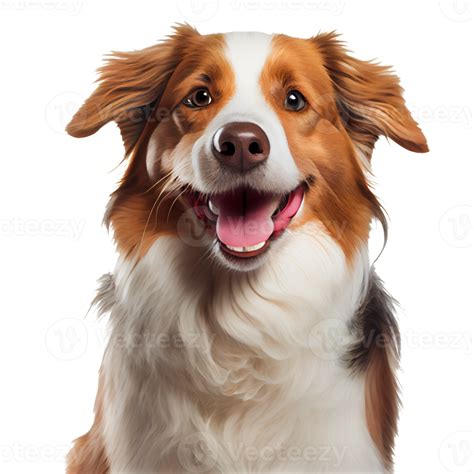 Happy Dog Smiling Dog On Transparent Background 20899523 Png