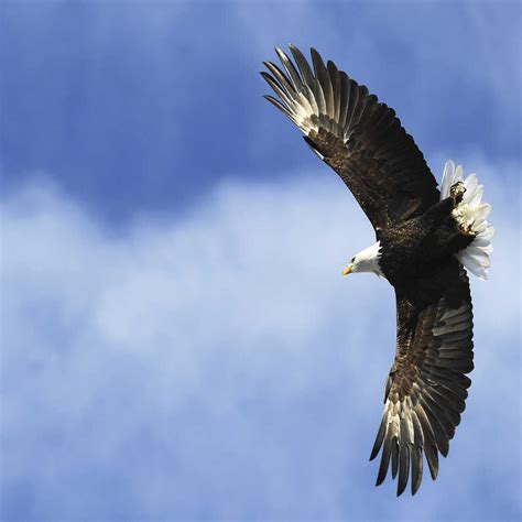 Example Of Aerial Animal at Norman Nelson blog