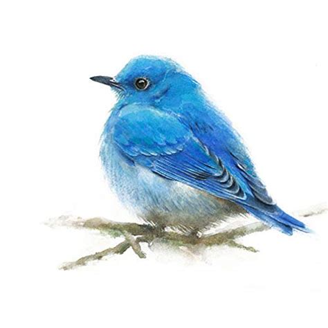 Amazon.com: Mountain Bluebird Male Watercolor Art Print : Handmade Products