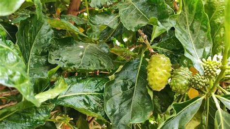Моринда цитрусолистная или нони. Morinda citrifolia or noni. - YouTube