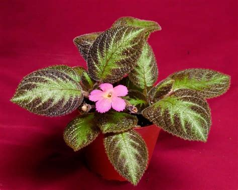 Эписция - приметы и суеверия: что ожидать от комнатного цветка, можно ...