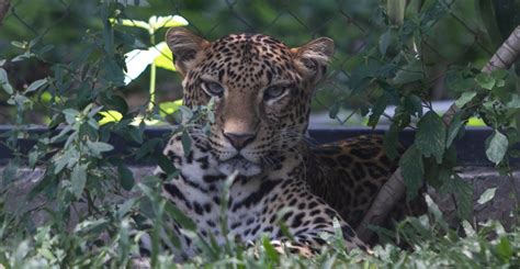 Macan Tutul Jawa | Gembira Loka Zoo