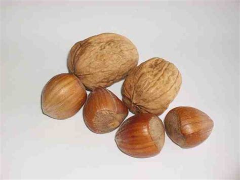 Black Walnut Oil for Parasites and Ringworm: Will it Help? - Oilypedia.com