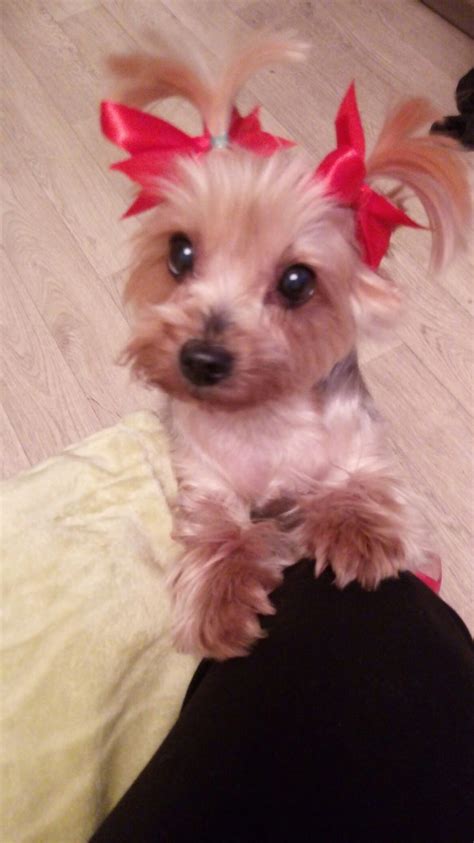 Pin af Viktor Sukhoverkhy på ЙОРКИ