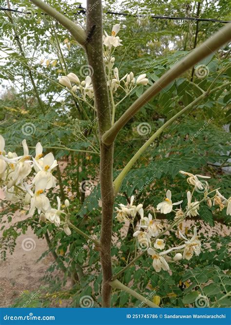 Moringa Oleifera Stock Photo | CartoonDealer.com #251745786