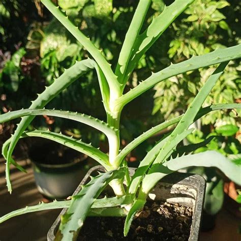 Алоэ древовидное Купить в оранжерее компании "Биолит"