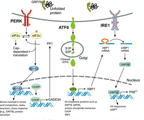 Figure 1 From Stress Management At The ER Regulators Of ER Stress