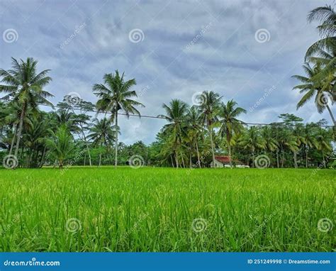 Sawah Stock Photo Image Of Tanaman Sawah Yang Padi 251249998