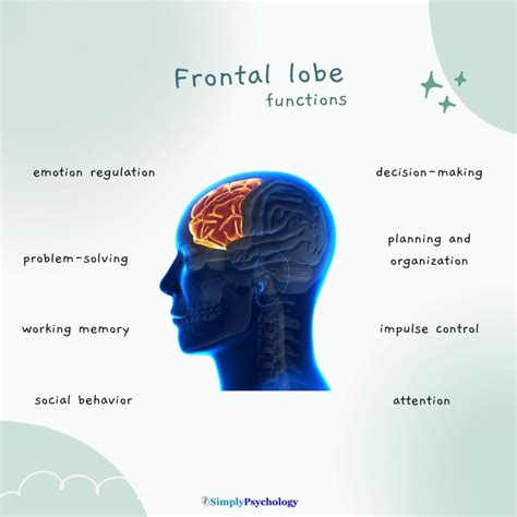 frontal lobe