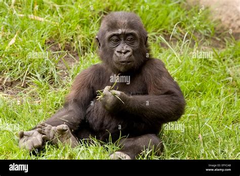 Western Gorilla Gorilla Gorilla Stock Photo Alamy