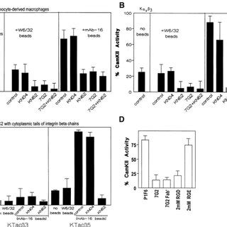 Regulation of CamKII activity by α5β1 and αvβ3 Human monocyte derived