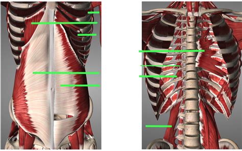 anterior trunk diagram quizlet