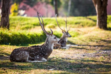 Beautiful Male Deer With Horns Stock Image Image Of Wild Deer 106512721