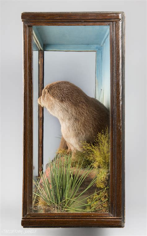 Taxidermy Otter Cub By Thomas Jefferies Taxidermy Jungle