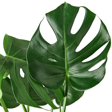 FERN LEMON.BUTTON – Joli Jardin
