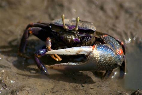 Freshwater Crabs • Care Guide (Tank Setup & Breeding)