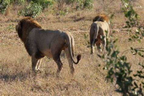 400+ Lion Back View Stock Photos, Pictures & Royalty-Free Images - iStock