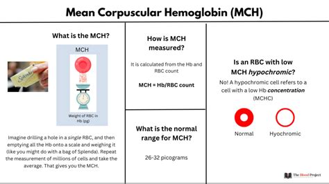 Mean Corpuscular Hemoglobin The Blood Project