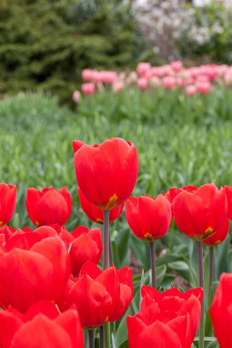 Tulipa Red Flair Bild Kaufen 14013354 Gartenbildagentur Friedrich