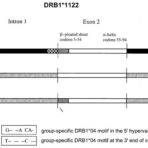 Schematic Exon Intron Organization Of Drb1 The Different Shaded Boxes Download Scientific