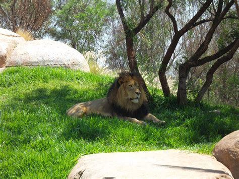 natural lion  stock photo public domain pictures