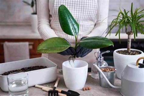 Come Fare Una Talea Di Ficus Elastica Coltivazione Biologica